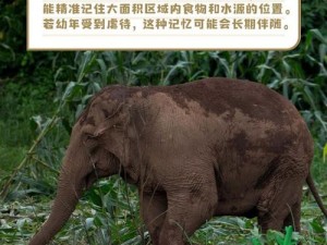 大象成品w灬源码1_请问大象成品 w灬源码 1是什么？有什么作用？