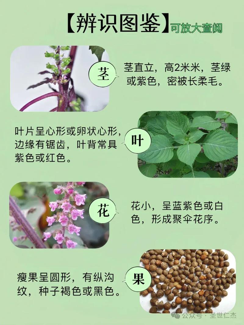 以紫苏为爱之食的式神独特风味探究