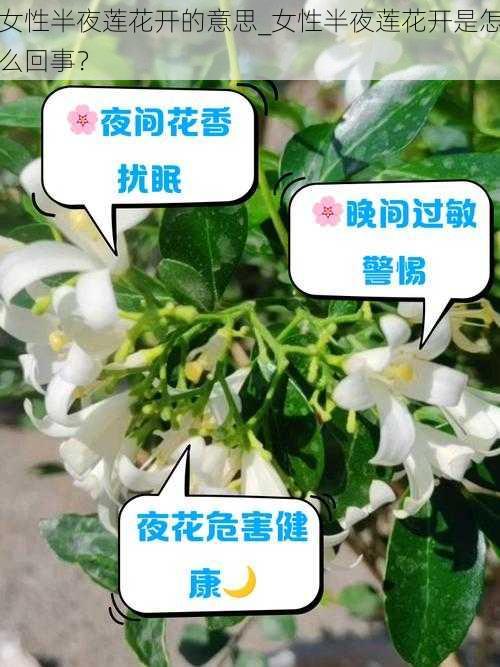 女性半夜莲花开的意思_女性半夜莲花开是怎么回事？