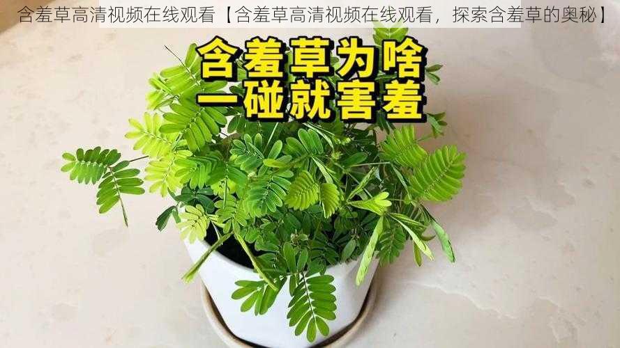 含羞草高清视频在线观看【含羞草高清视频在线观看，探索含羞草的奥秘】